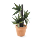 E5627 - Variegated Yucca Plant in Pot.