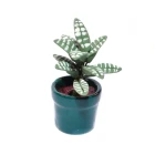 D4131 - Calathea House Plant