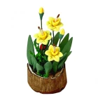 D4206 - Daffodils in a Half Moon Tub