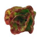 Red Coral Lettuce