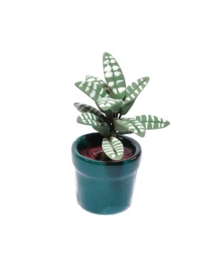 D4131 - Calathea House Plant
