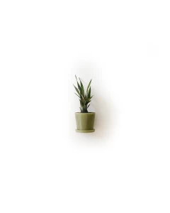 Green Small Potted Plant