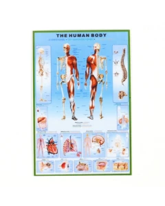 MS124 - Poster- Human Body