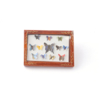 D799 - Butterfly Display Box