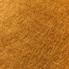 Camel Wool Mix Carpet