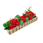 Window Box with Geraniums