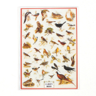 MS122 - Poster- Garden Birds