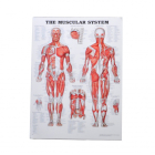 MS580 - The Muscular System Poster