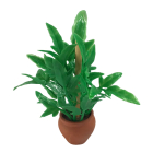 Plant In 'terracotta' Pot