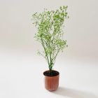 Terracotta Potted Plant