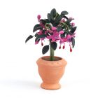 E4511 - Standard Fuchsia Plant