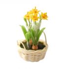 D1122 - Daffodils in Basket