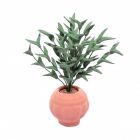 D4161 - Potted Ficus