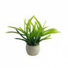 D4251 - Plant in Pot