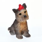 E5605 - Boo the Yorkshire Terrier Dog