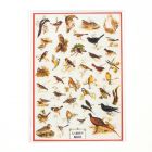 MS122 - Poster- Garden Birds