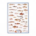 MS123 - Poster- Freshwater Fish
