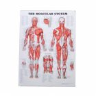 MS580 - The Muscular System Poster