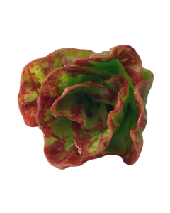 Red Coral Lettuce