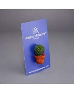 Small Box Plant in Pot