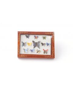 D799 - Butterfly Display Box
