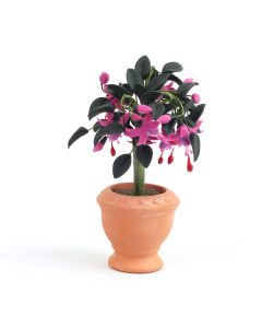 E4511 - Standard Fuchsia Plant