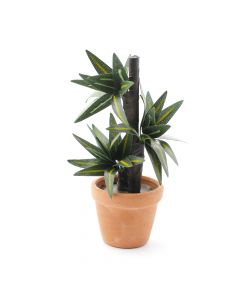 E5627 - Variegated Yucca Plant in Pot.