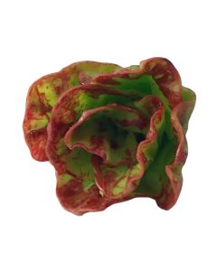 D5082 - Red Coral Lettuce