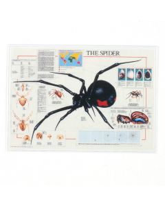 MS119 - Poster- Large Spider
