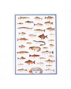 MS123 - Poster- Freshwater Fish
