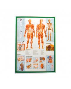 MS578 - The Human Body Poster