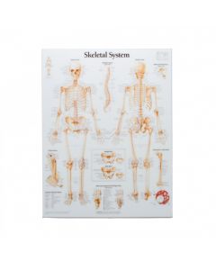 MS579 - Skeletal System Poster