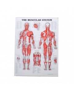 MS580 - The Muscular System Poster