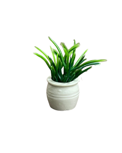 Plant in Cream Pot